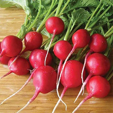 Organic Radish