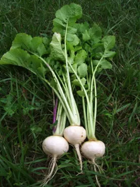 Organic Turnip