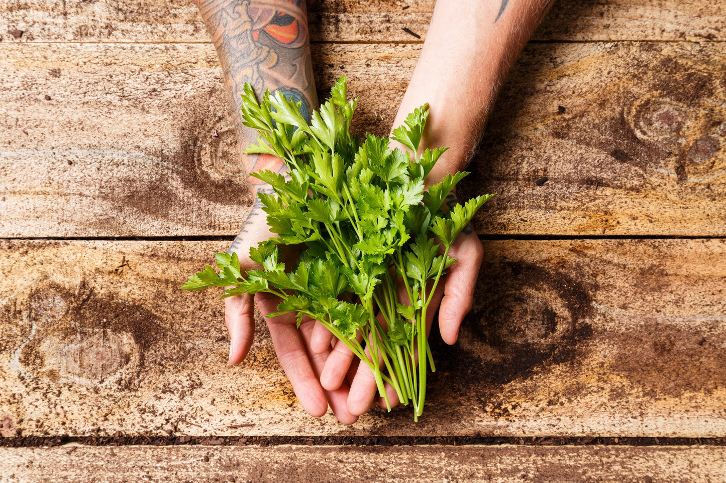 Organic Parsley Italian 50g