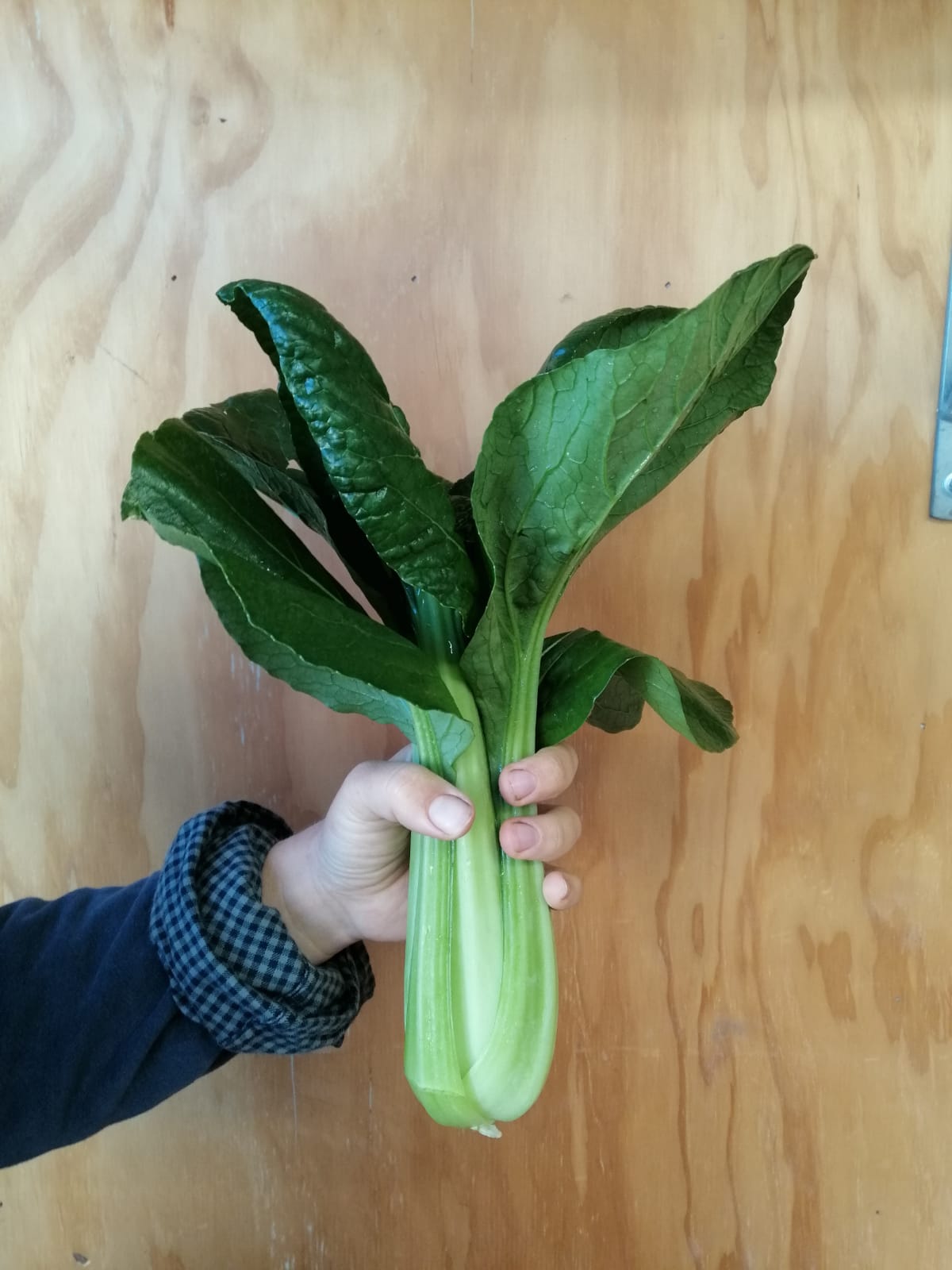 Organic Pak Choi 250 g approx