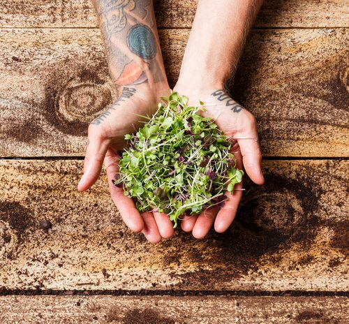 Organic Microgreens 60g
