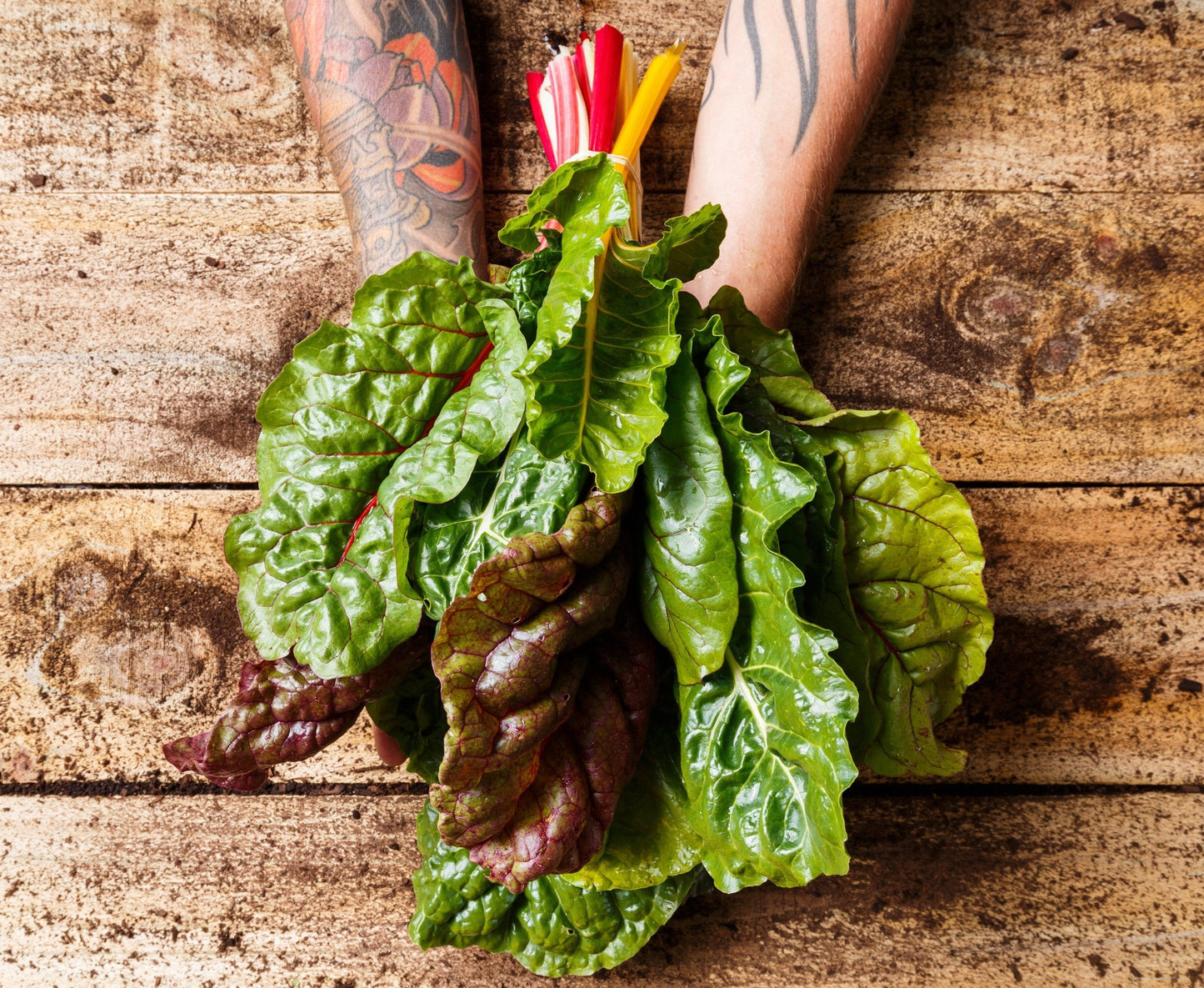 Organic Rainbow Chard