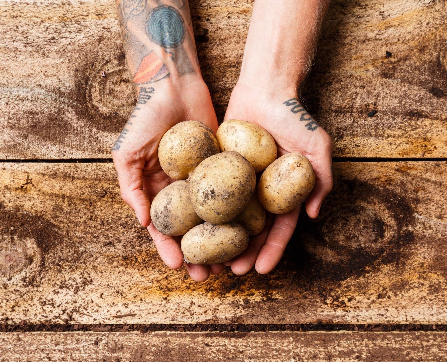Organic Agria Potatoes
