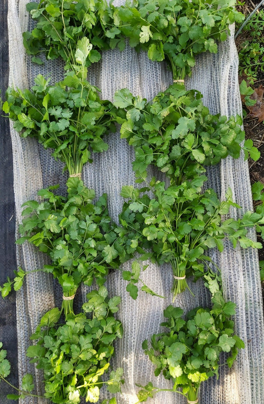 Organic Coriander 50g