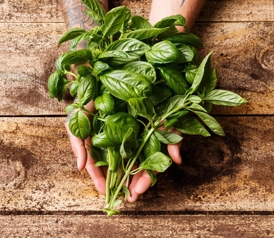 Organic Genovese Basil 50g
