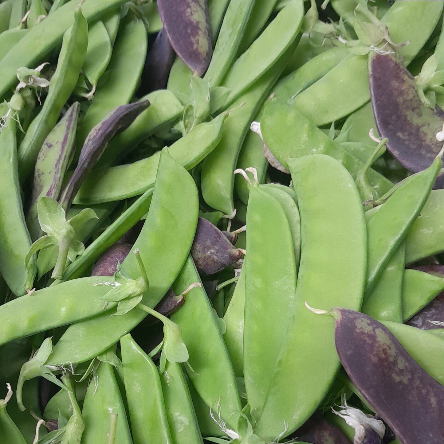 Organic Snow Peas  125 g