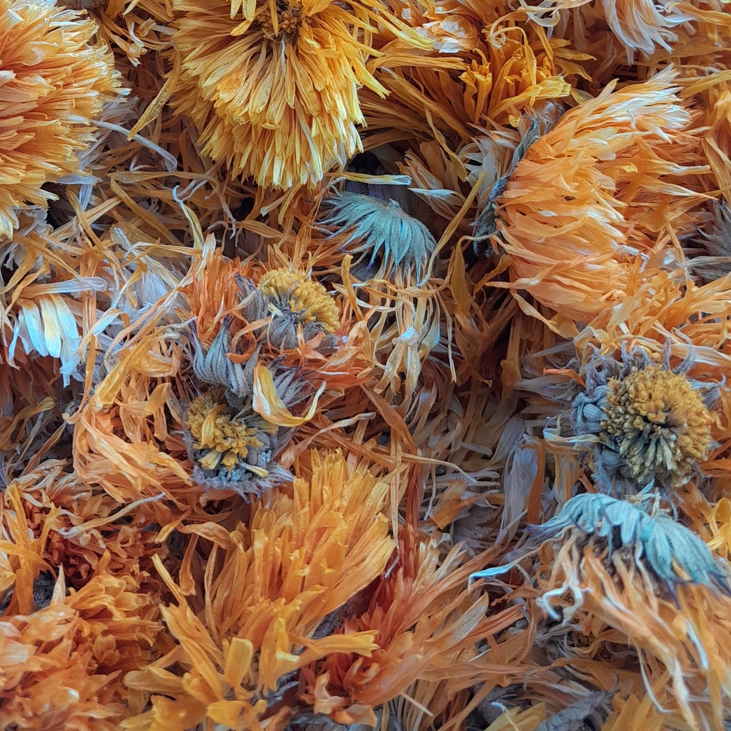 Dried Calendula Flowers