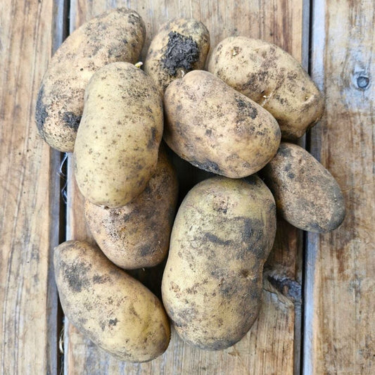 Jersey Benne Potatoes