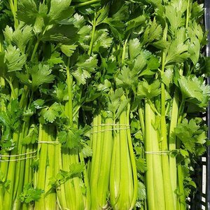 Christmas Organic Celery