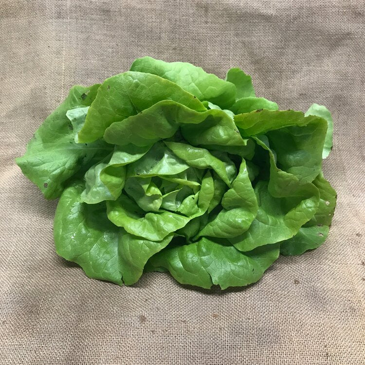 Organic Head Lettuce