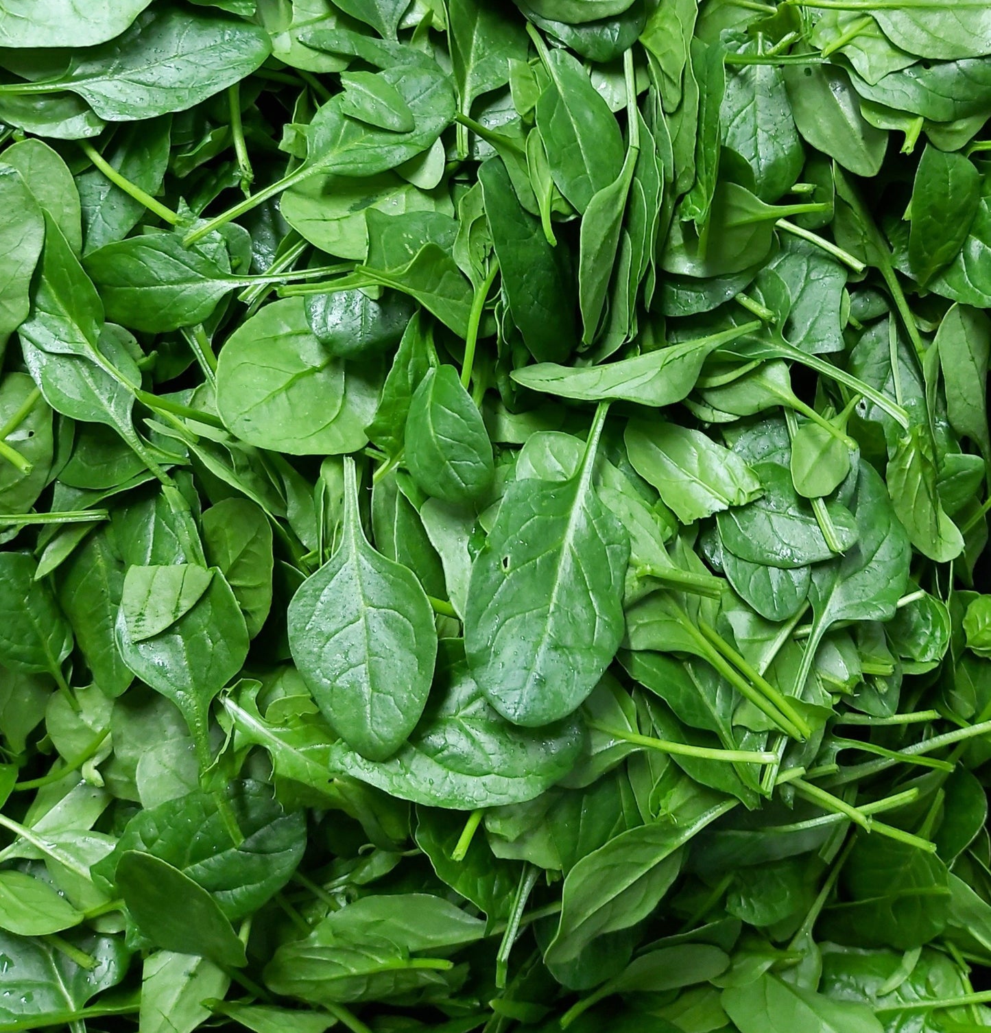 Organic Baby Spinach 125 g
