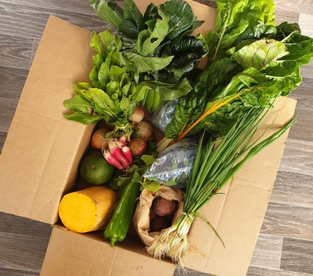 Earth Box (medium) – Earth Stewards - Certified Organic Urban Farm