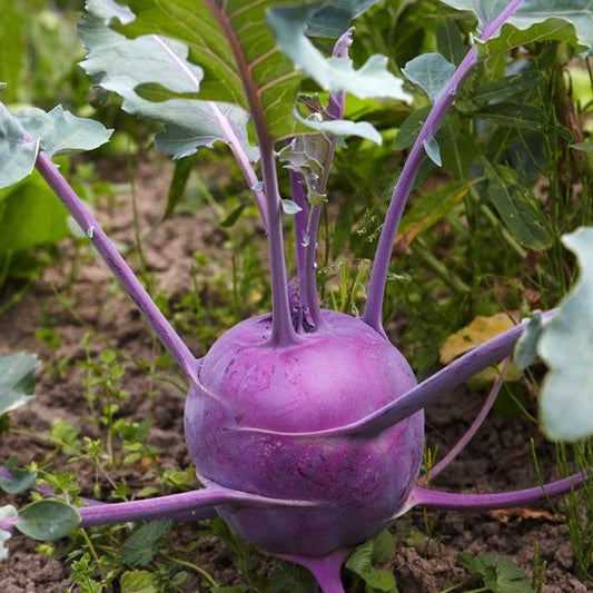 Organic Purple Kohlrabi